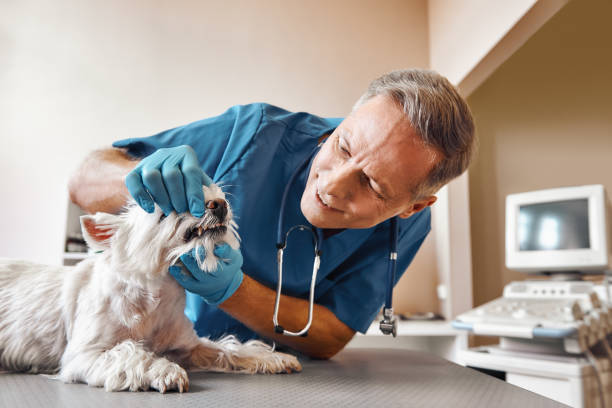 Best Broken Tooth Emergency  in Glenmora, LA